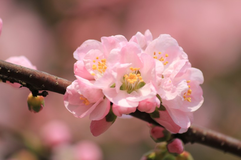 点击大图看下一张：杏花图片