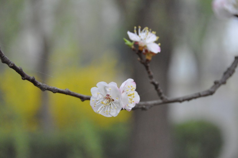 点击大图看下一张：杏花图片