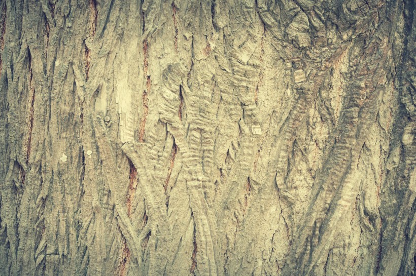 点击大图看下一张：形态各异的树皮图片