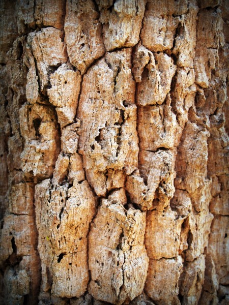 点击大图看下一张：形态各异的树皮图片