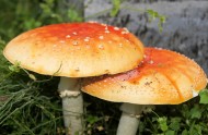 新鲜的野生蘑菇图片_10张