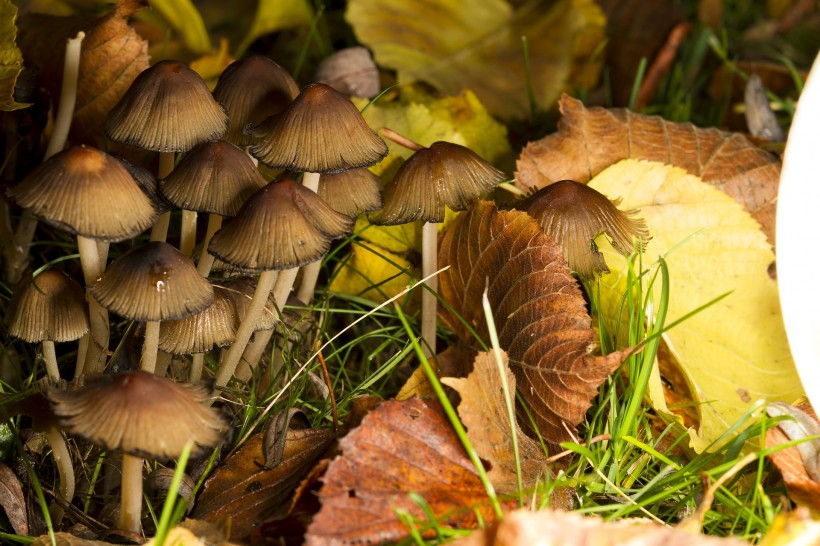 点击大图看下一张：新鲜的野生蘑菇图片