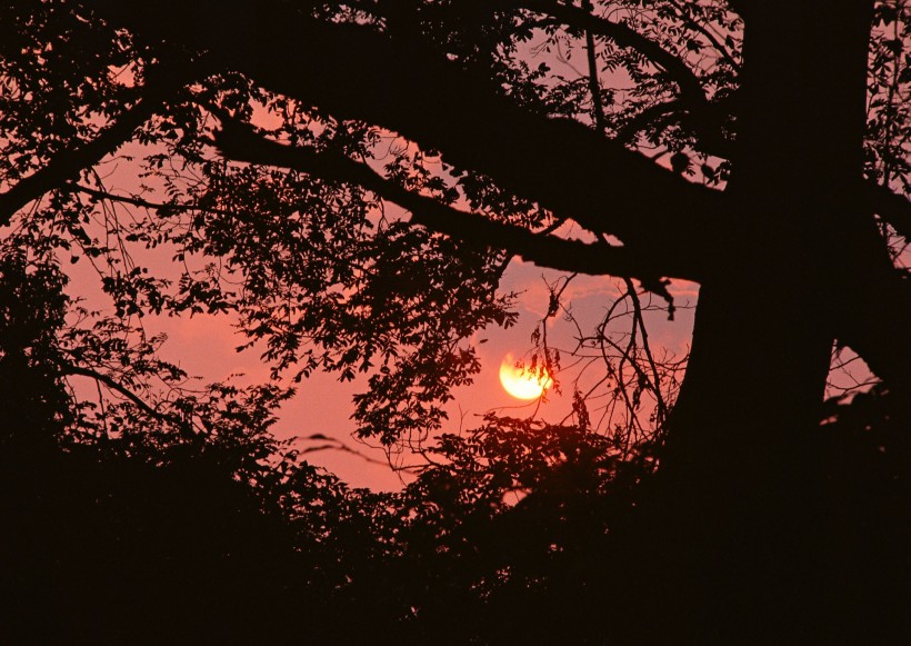 点击大图看下一张：夕阳下的树木图片