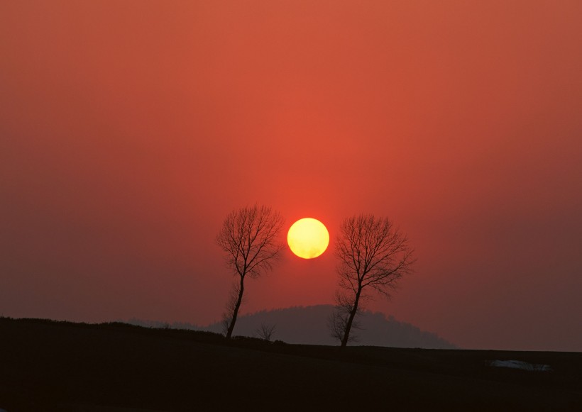 点击大图看下一张：夕阳下的树木图片