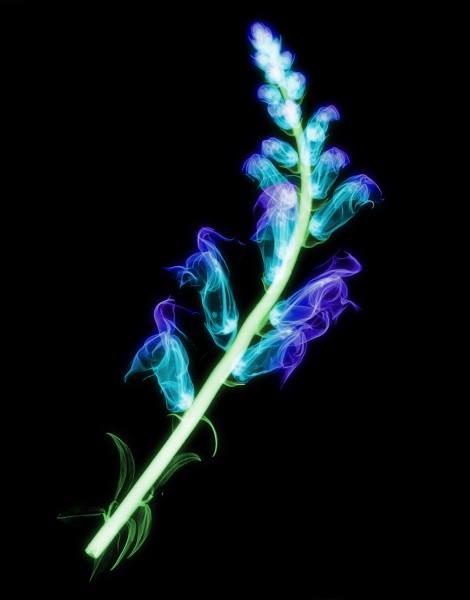 点击大图看下一张：X射线下的植物图片