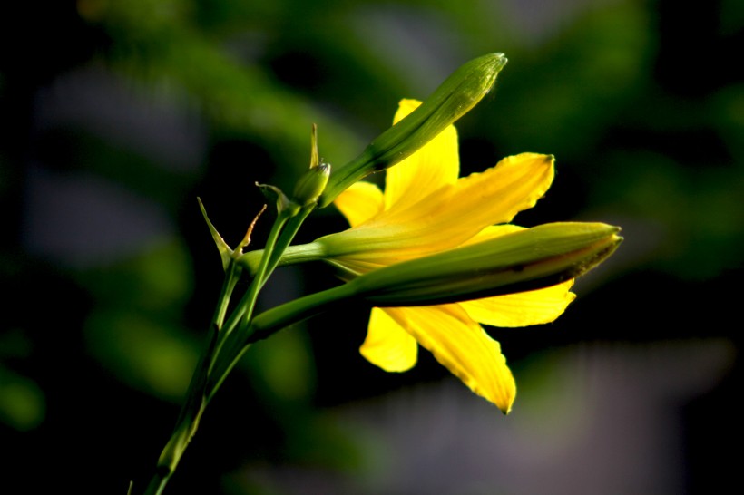 点击大图看下一张：黄色萱草花图片