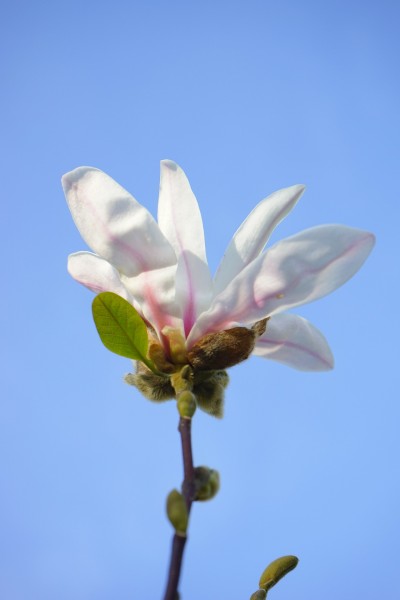 点击大图看下一张：雪白的玉兰花图片