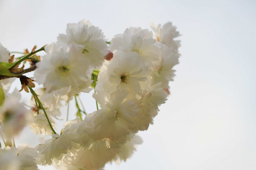 点击大图看下一张：雪白樱花图片