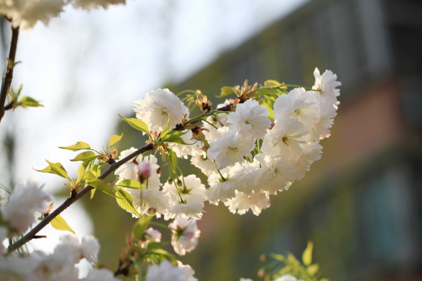 点击大图看下一张：雪白樱花图片