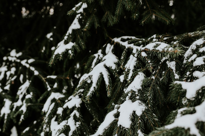 点击大图看下一张：雪树的特写图片