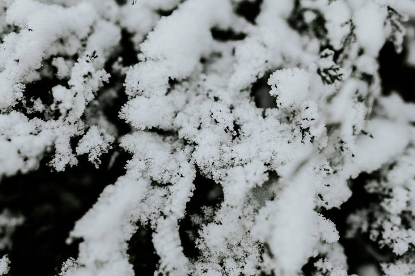 点击大图看下一张：雪树的特写图片