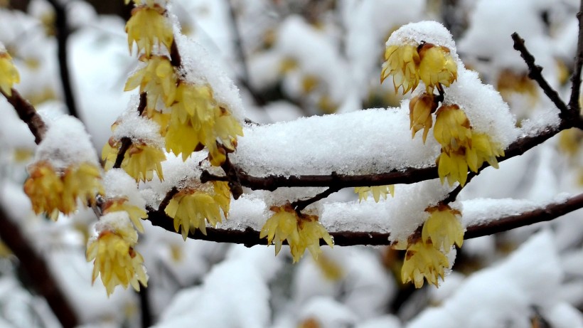 点击大图看下一张：雪中蜡梅图片