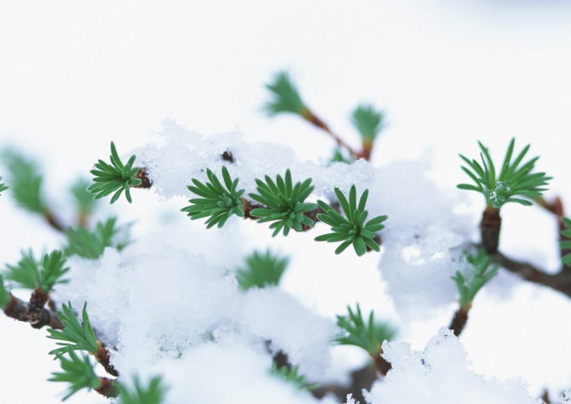 点击大图看下一张：雪中植物花朵图片