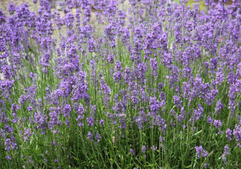 点击大图看下一张：紫色的薰衣草花田图片