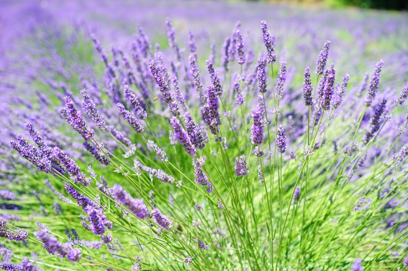 点击大图看下一张：紫色的薰衣草花田图片