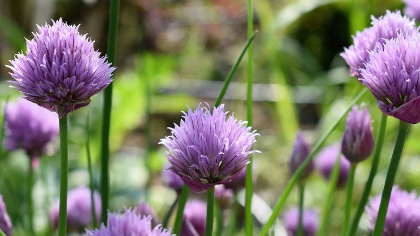 点击大图看下一张：紫色的洋葱花图片