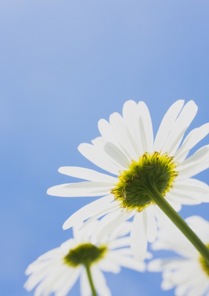 点击大图看下一张：阳光下的白色小花图片