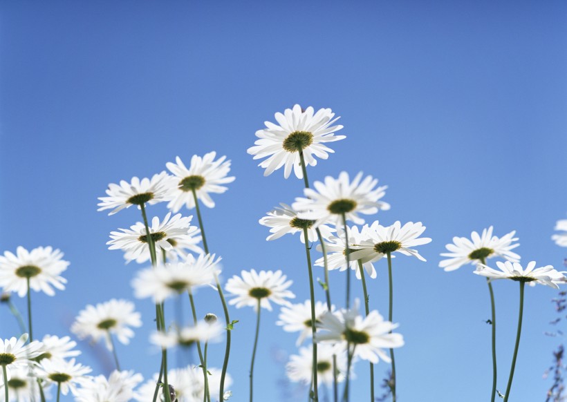 点击大图看下一张：阳光下的白色小花图片