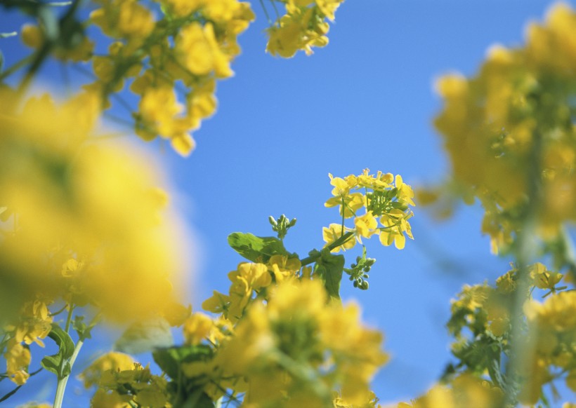 点击大图看下一张：阳光下的黄色花田图片