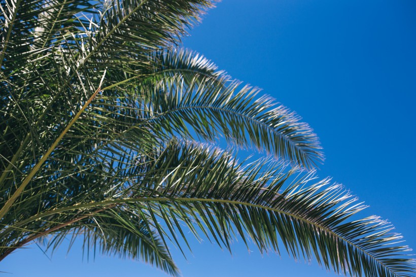 点击大图看下一张：阳光下的棕榈树图片