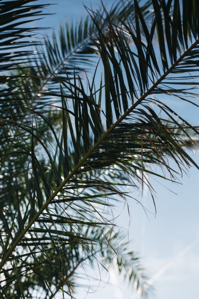 点击大图看下一张：阳光下的棕榈树图片