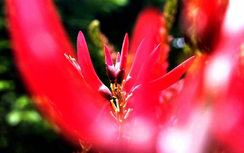 点击大图看下一张:火红的羊角花图片