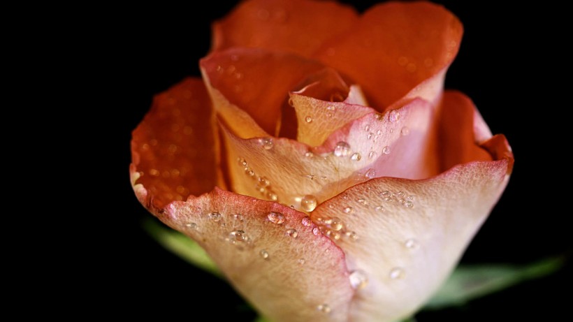 点击大图看下一张：艳丽玫瑰图片