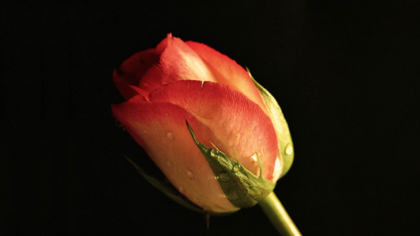 点击大图看下一张：艳丽玫瑰图片