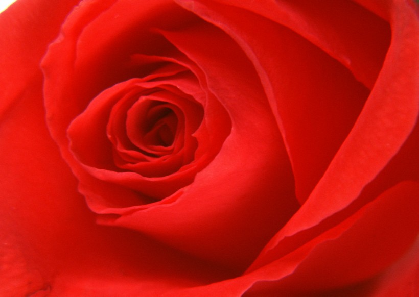 点击大图看下一张：艳丽玫瑰花特写图片