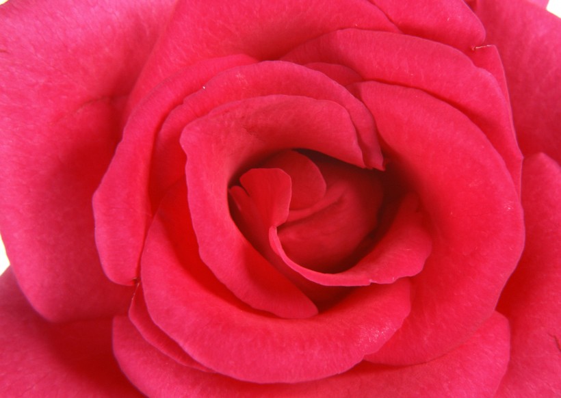 点击大图看下一张：艳丽玫瑰花特写图片