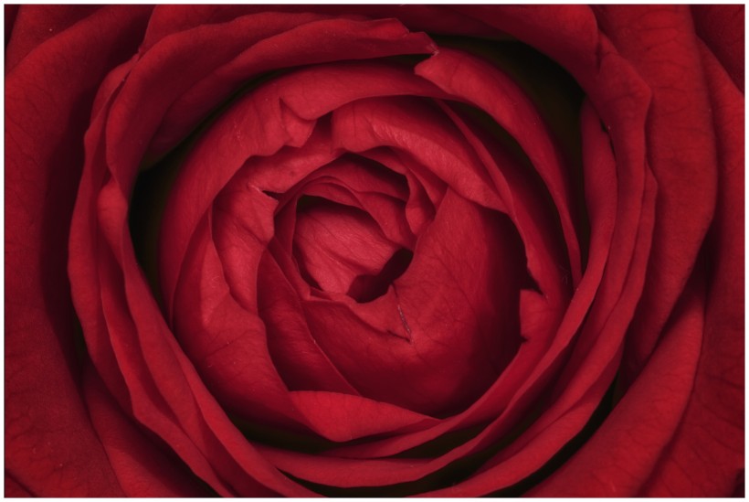 点击大图看下一张：艳丽的红玫瑰图片