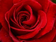 艳丽的红玫瑰图片_11张
