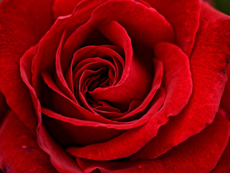 点击大图看下一张：艳丽的红玫瑰图片
