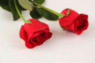 妖艳的红玫瑰图片_9张