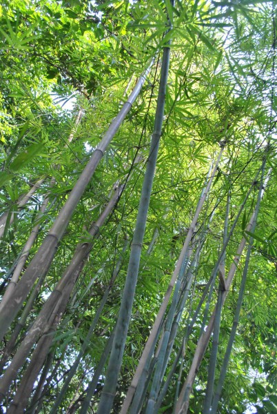 点击大图看下一张：崖州竹植物图片