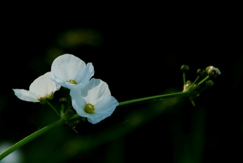 点击大图看下一张：不知名的白色小野花图片