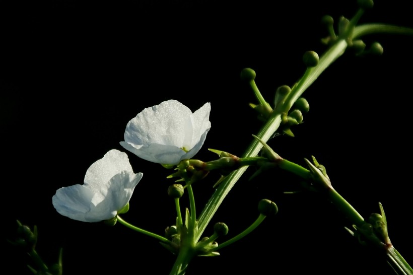 点击大图看下一张：不知名的白色小野花图片