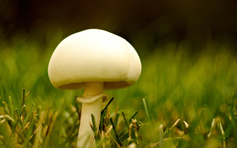 点击大图看下一张：野生的蘑菇图片