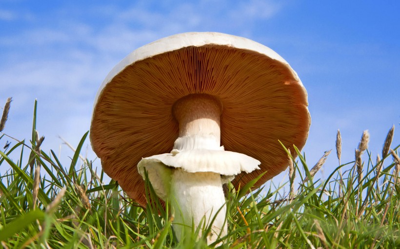 点击大图看下一张：野生的蘑菇图片