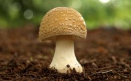野生的蘑菇图片_7张