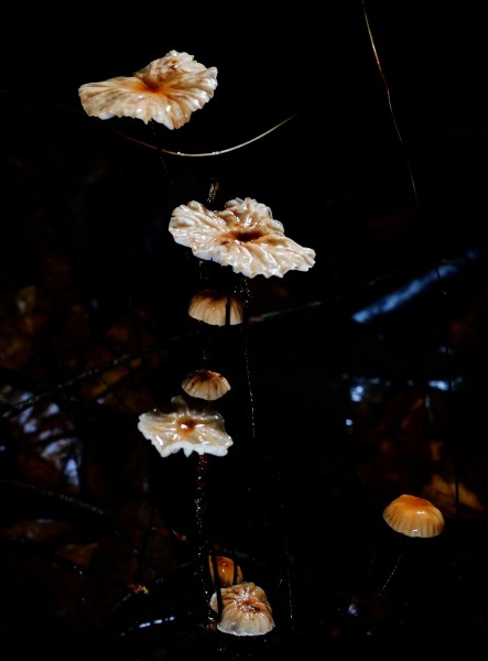 点击大图看下一张：野生蘑菇图片