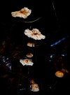 野生蘑菇图片_16张