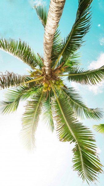 点击大图看下一张：高大的椰树图片