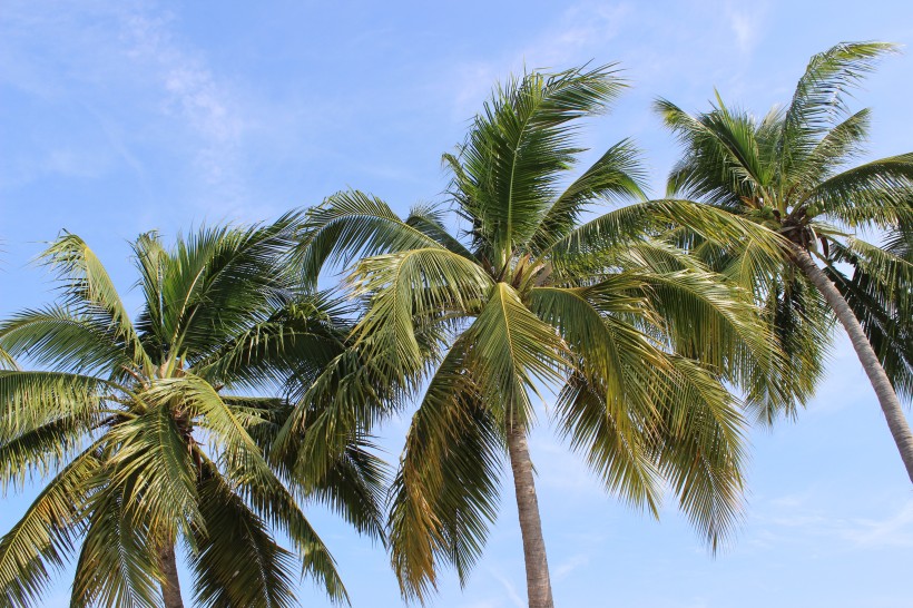 点击大图看下一张：海边椰树图片