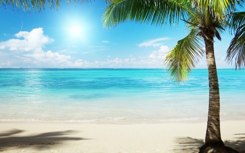 点击大图看下一张：海边椰树图片