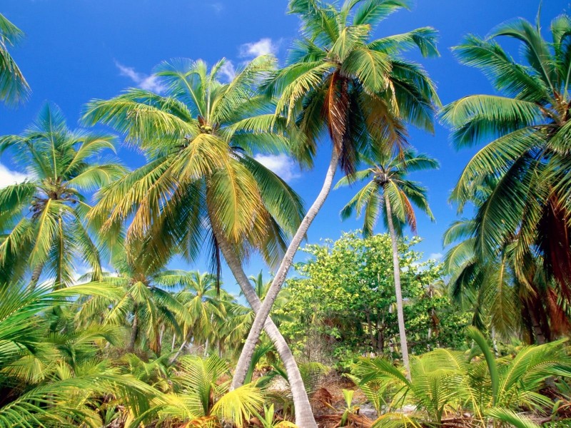 点击大图看下一张：椰树图片