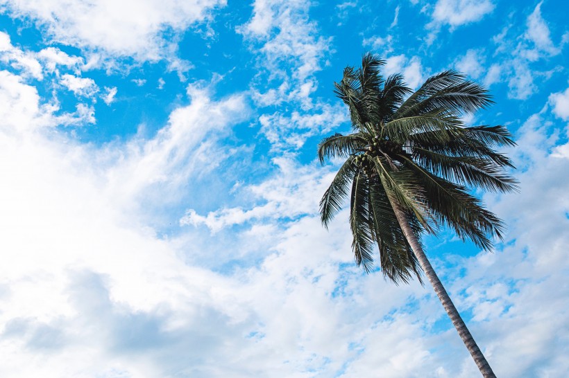 点击大图看下一张：热带海边的椰树图片