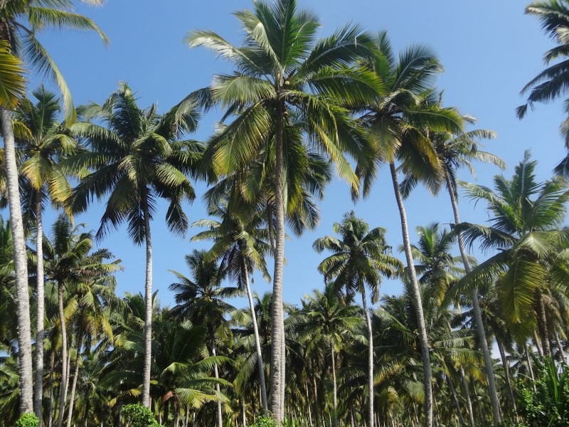 点击大图看下一张：一小片椰树林图片