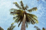 热带海边的椰树图片_11张