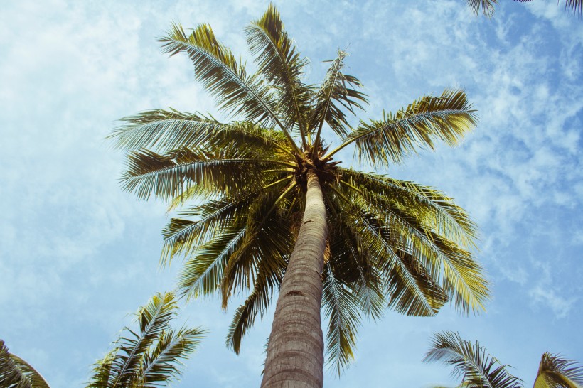 点击大图看下一张：热带海边的椰树图片